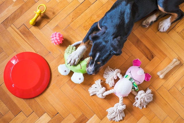 How to Choose the Right Toys for Your Dog