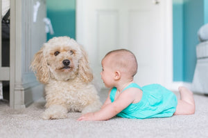 How to Introduce Your New Pet to Your Toddler