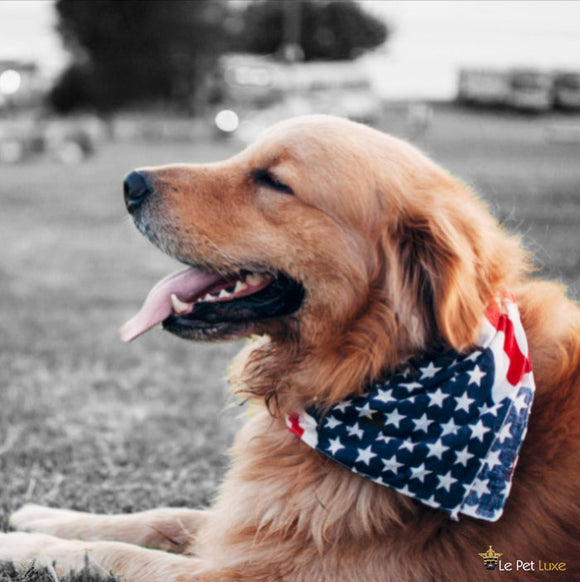 Keeping Your Pets Safe on 4th of July