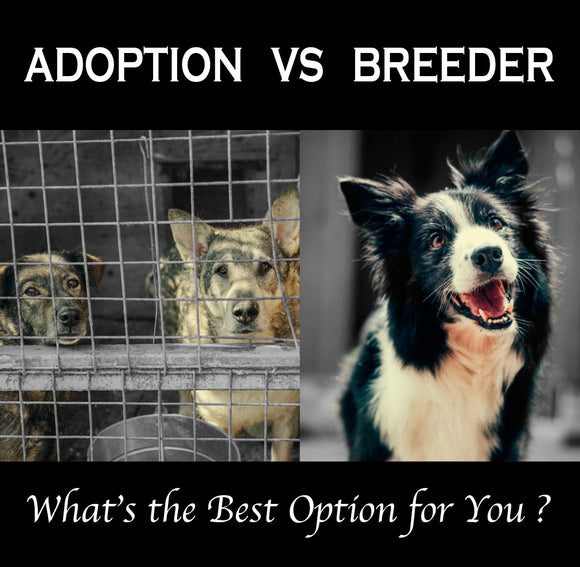 Adoption vs Breeder Blog, Le Pet Luxe