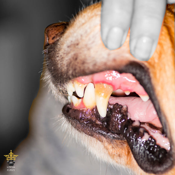 Wash Your Dog’s Teeth!