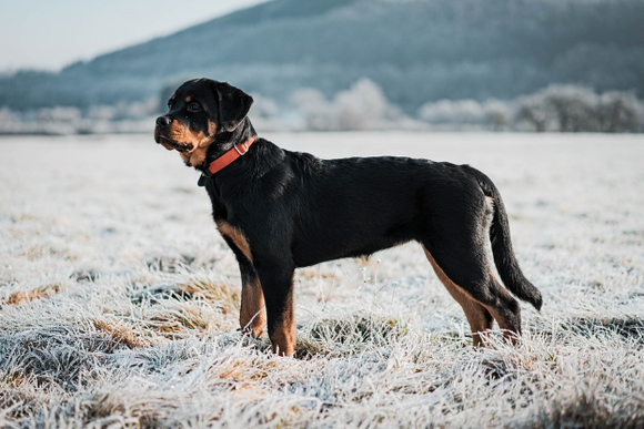 Can Rottweilers Handle Cold Weather? All You Need To Know