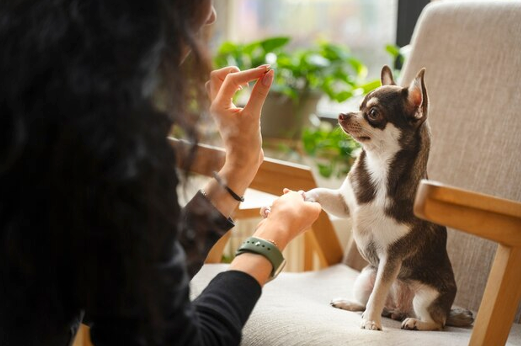 Creating a Paw-Friendly Hospitality Experience