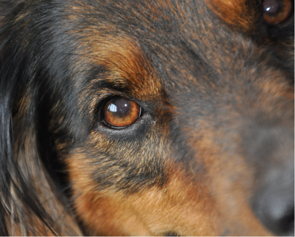 The Importance of Vision Health for Your Dog