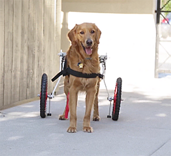 Dog Mobility Wheelchairs