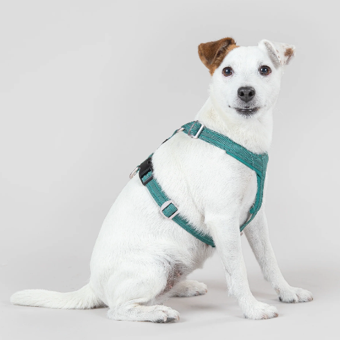 Dog in Le Pet Luxe Emerald Harness.