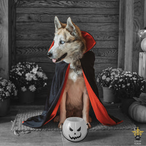 Spooky Safety Tips For Your Pets!