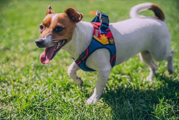 Adventure Gear for Dogs Who Love the Great Outdoors