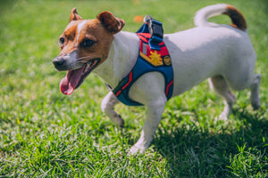 Collars vs Harnesses – Which Is Best for Your Pet?