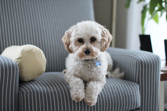 Essential Dog Products for Comfortable Apartment Living