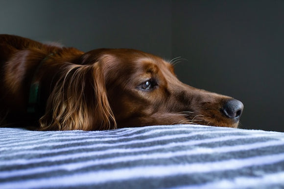 If your little pet is revolting because you leave the house, there’s a solution. Here’s what you can do about separation anxiety in dogs.