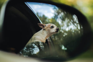 How to Prepare Your Dog for a Long Road Trip
