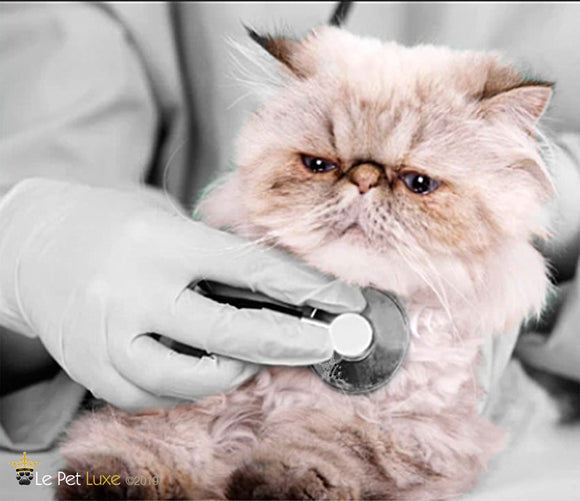 August 22nd is National Take Your Cat to the Vet Day!