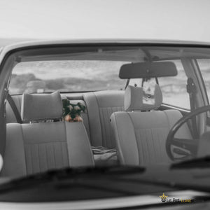 Leaving dogs in cars