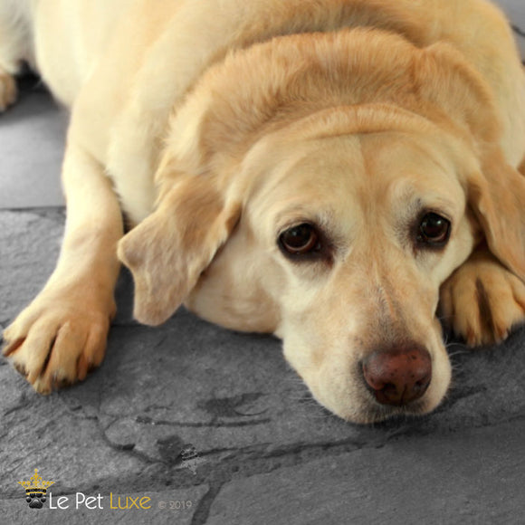 How to Prevent Obesity in Pets
