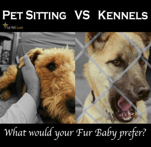 Pet sitter vs. Kennel