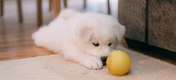 Puppy-Proofing Tips