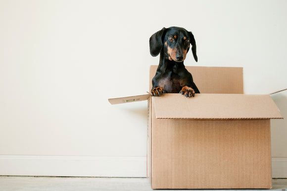 Relocation Stress in Dogs: Mitigating Anxiety for a Safe Transition