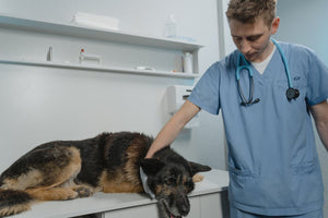 Relocation Vaccination Protocols for Dogs: Ensuring Health and Compliance