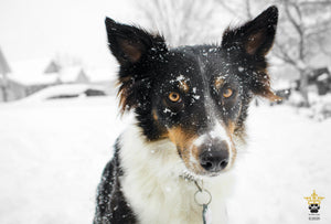 How to Protect Your Pet This Winter