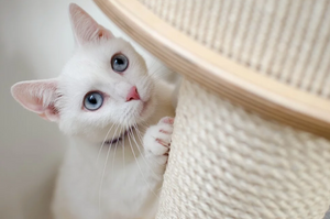 4 Questions to Ask Yourself Before Adopting Your First Pet