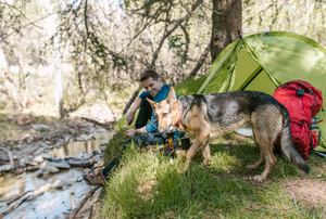 Use These Tips To Have A Safe, Relaxing Camping Trip With Your Pet