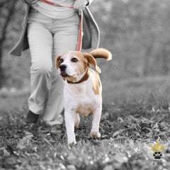 Happy Take a Walk in The Park Day! Health Benefits of Walking Your Pet