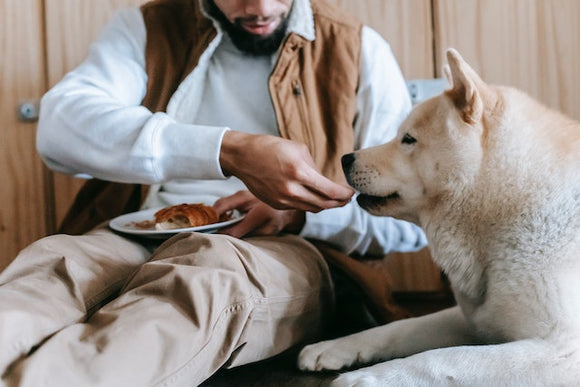 The Most Nutritious Homemade Meals for Your Pet