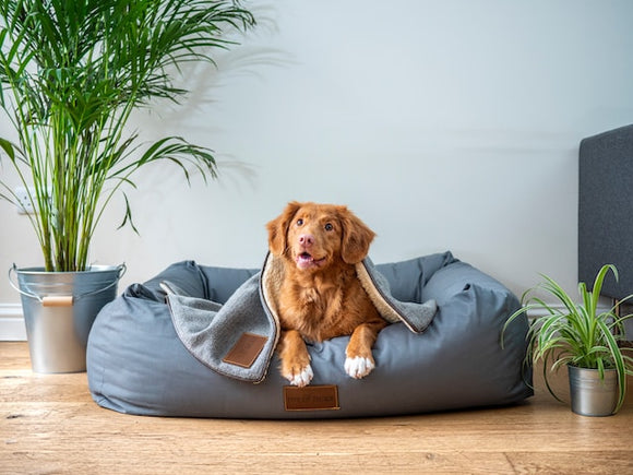 Top Products to Make Your New Home Cozy for Your Dog