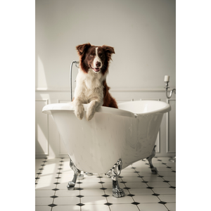 Common Dog Grooming Mistakes to Avoid