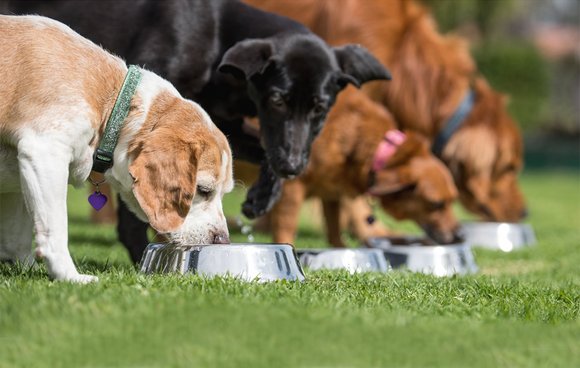 How Many Calories Does Your Dog Breed Need?