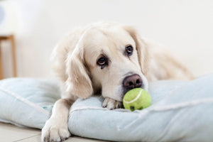 What to do if your dog is acting strange months after moving to a new home?