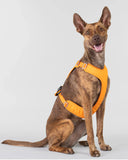 Visibility Harness Orange for Dogs