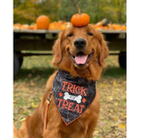 Halloween Bandana - Black Spider Web