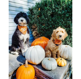 Halloween Bandana - Little Pumpkin