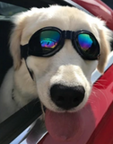 QUMY Dog Sunglasses - Black