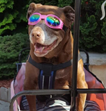 QUMY Dog Sunglasses - Pink