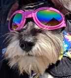 QUMY Dog Sunglasses - Pink