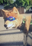 QUMY Dog Sunglasses - Blue