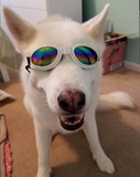 QUMY Dog Sunglasses - White