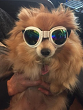 QUMY Dog Sunglasses - White