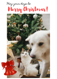 Personalized Holiday and Events Cards for Pet Parents
