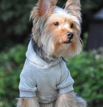 Buy Flex-Fit Dog Hoodie - Gray