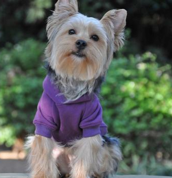 Best Flex-Fit Dog Hoodie - Purple