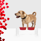 Valentine's Day Double Dog Bowl Feeder with Bowls | Options