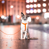 Visibility Rope Leash for Dogs - Orange