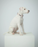 Glow Dog Collar - Pale Pink