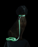 Glow Dog Collar - White