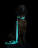 Glow Dog Collar - Aqua