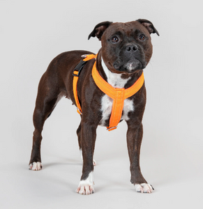 Dog in Le Pet Luxe Easy Orange Harness.